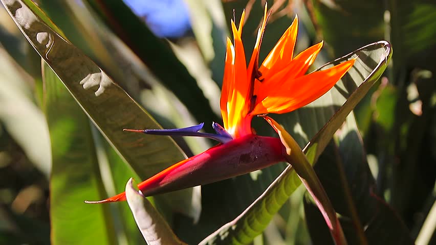 plantas ornamentais resistente ao sol ave do paraíso