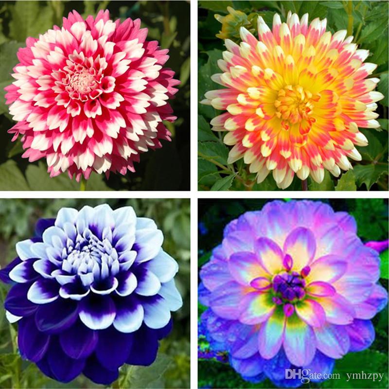 19 Flores Coloridas que dão mais Vida aos Jardins.