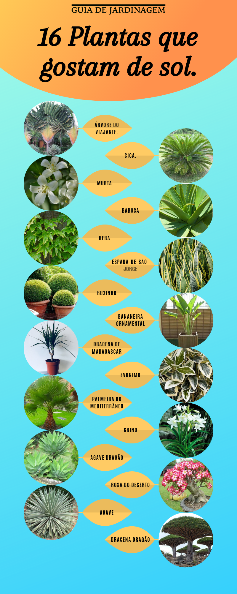 16 Plantas Que Gostam De Sol! E Ainda São Fáceis De Criar.