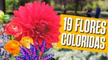 19 Flores Coloridas que dão mais Vida e Profissionalismo aos Jardins.