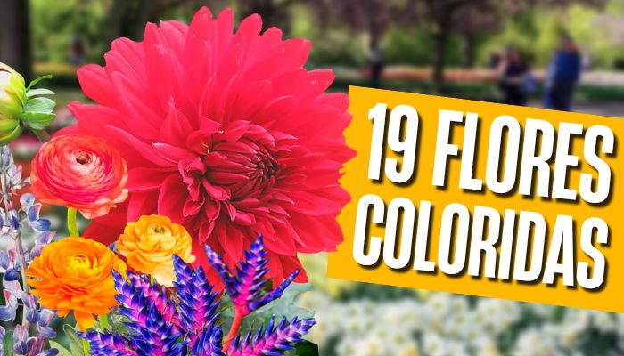 19 Flores Coloridas que dão mais Vida aos Jardins.