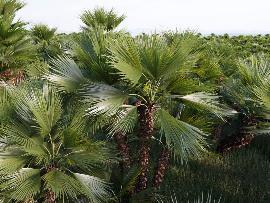 palmeira do mediterraneo