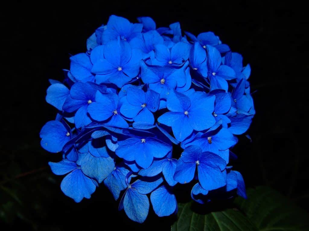 flores azuis hortênsia