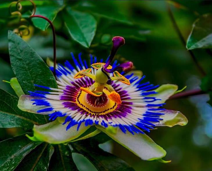 flor de maracujá