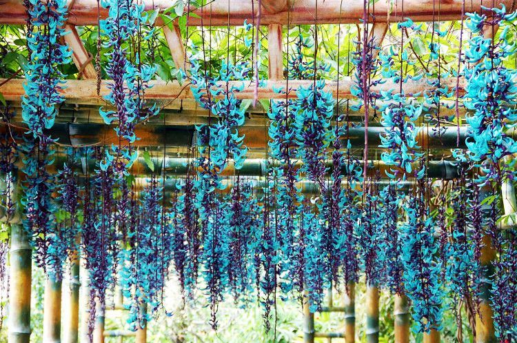 plantas ornamentais resistente ao sol Jade azul