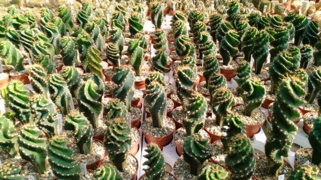 plantas ornamentais resistente ao sol Cacto parafuso