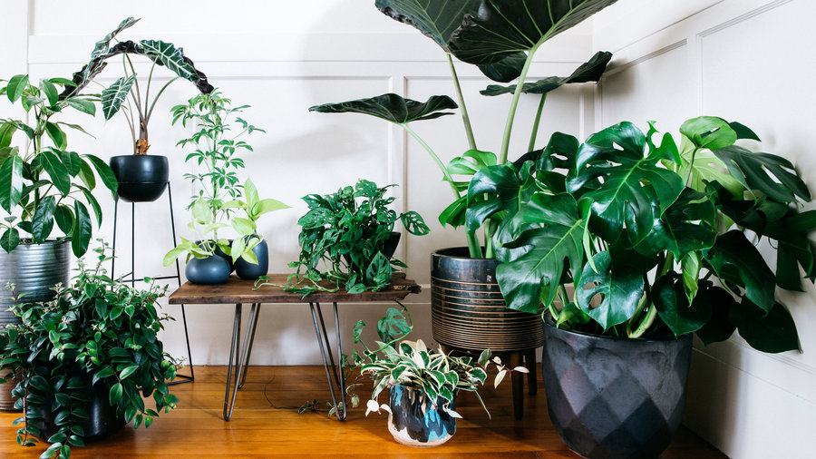 Plantas dentro de casa