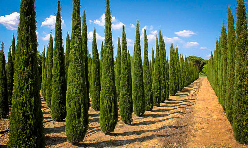 plantas ornamentais resistente ao sol Cipreste italiano
