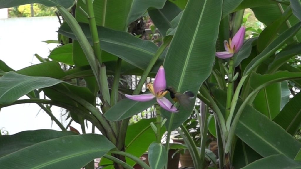 bananeira ornamental planta tropical de sol 