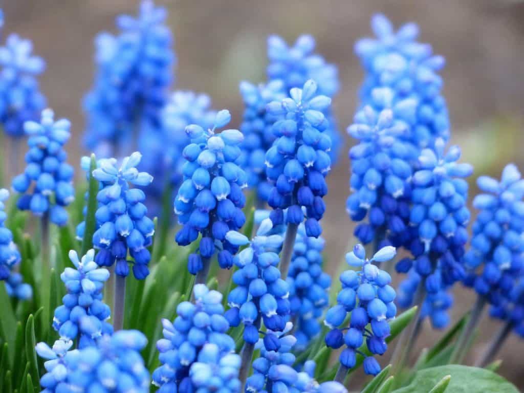 flores azuis