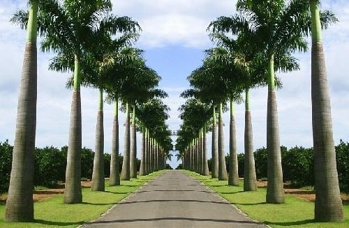 plantas ornamentais resistente ao sol palmeira imperial
