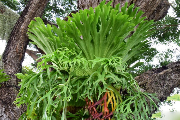 chifre de veado especie de samambaia, linda planta ornamental 