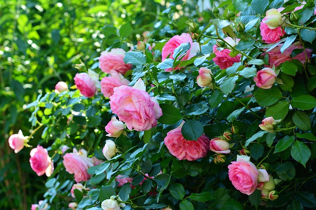 Rosa arbustiva: