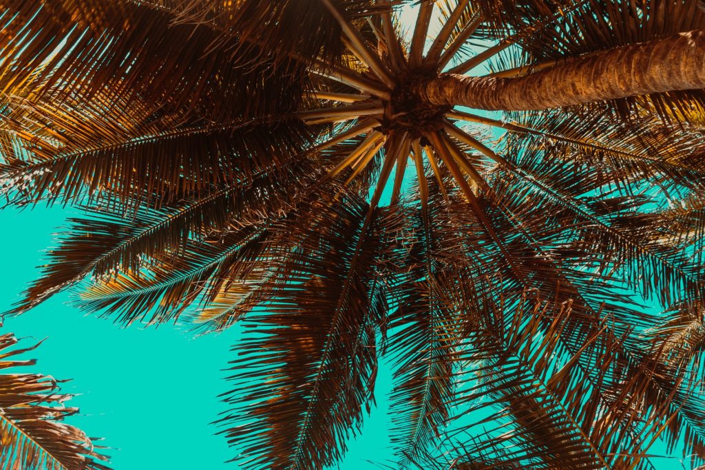 Tipo de planta ornamental palmeiras
