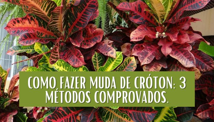 Como Fazer Muda de Cróton: 3 Métodos Comprovados.