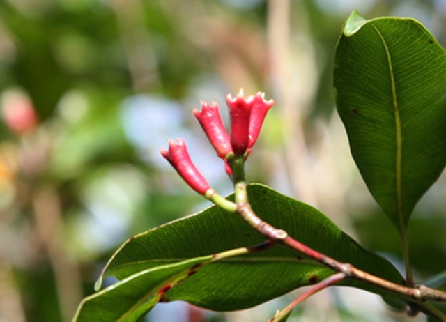 flor de cravos da india | plantas que espantam mosquitos