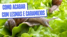 16 Formas para Acabar com Lesmas e Caramujos do seu Quintal de uma Vez por Todas!