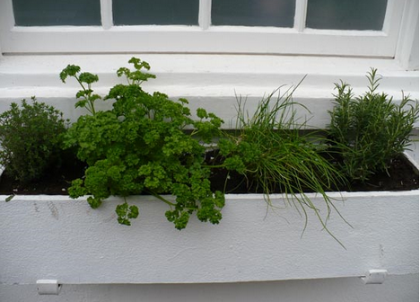 horta em janela, para temperos e outros vegetais