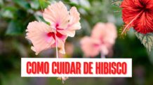Saiba Como Plantar Hibisco para Atrair Borboletas e Beija-Flores.