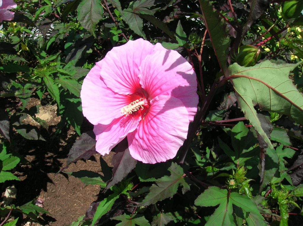 flor de hibisco rosa