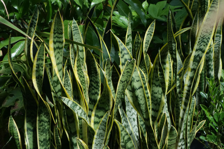 Espada-de-são-jorge plantas de sombra