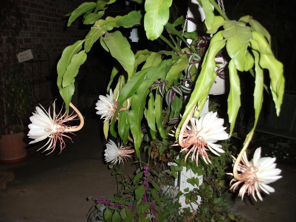 Planta Cacto Suculenta Dama Da Noite Com Vaso E Suporte