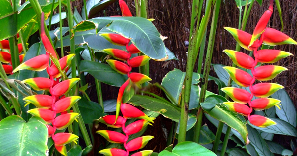 Helicônia tipica flores tropicais