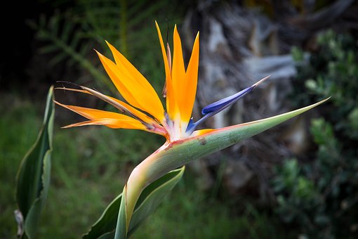 ave do paraiso uma das mais belas flores tropicais