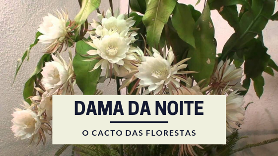 Flor Dama da Noite: O Maravilhoso Cactos de Flores Perfumas.
