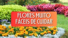 Descubra 26 Flores Fáceis de Cuidar é a Perfeita para o Seu Estilo de Vida!
