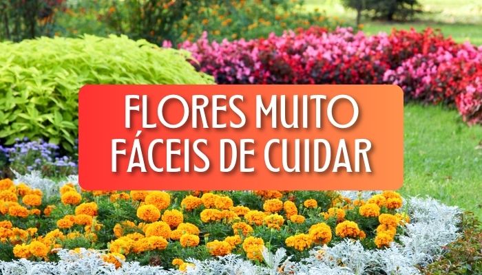 Descubra 26 Flores Fáceis de Cuidar é a Perfeita para o Seu Estilo de Vida!