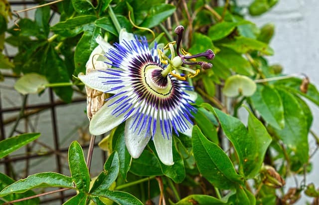 flor de maracujá