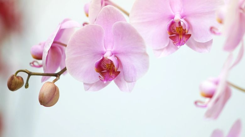 orquídea flores tropicais