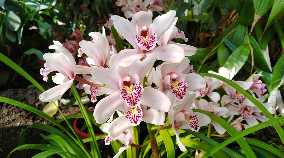 orquídeas brancas plantas de sombra