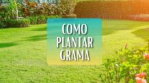 Como plantar grama: Faça um gramado mais lindo que um jardim botânico!