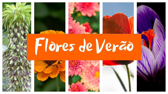 25 Flores de verão: tenha lindas flores mesmo depois da primavera