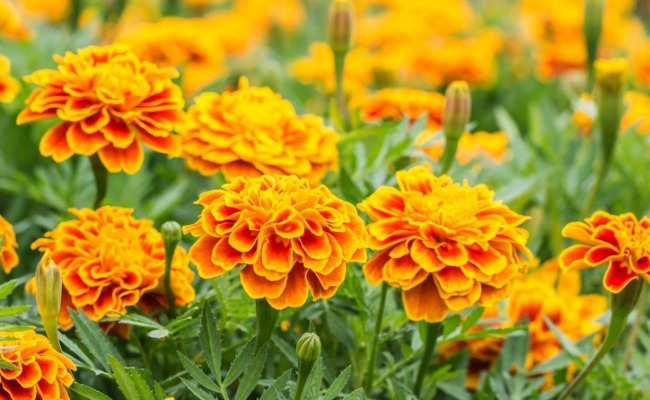25 Flores de verão: tenha lindas flores mesmo depois da primavera