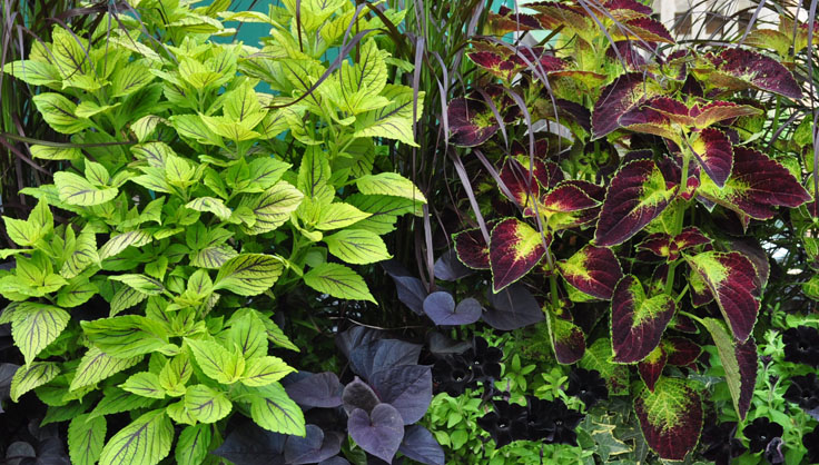 32 Plantas Para Jardim Resistente Ao Sol Flores E Folhagens