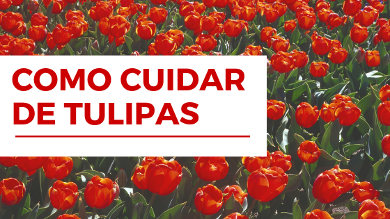Como Cuidar de Tulipas: As Flores Simbolo Da Holanda em sua Casa.