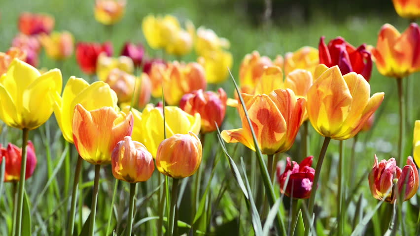 como cuidar de tulipas