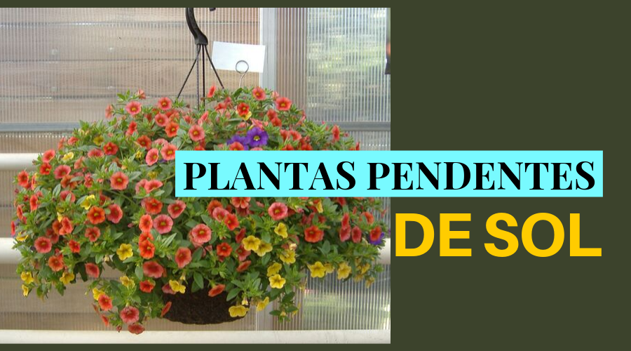 15 Plantas Pendentes de Sol que Dão Efeito Cascata em Vasos e Canteiros Suspensos.