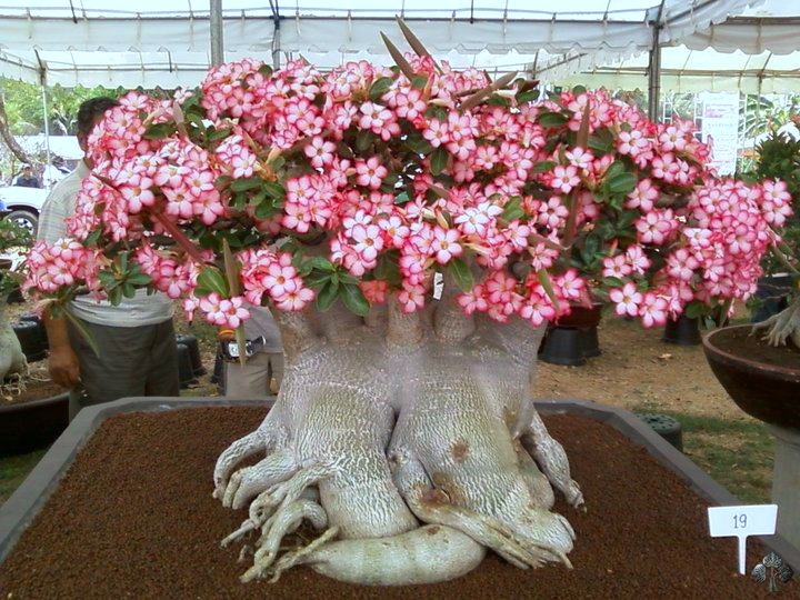 Veja Como Transplantar Rosa Do Deserto Facilmente