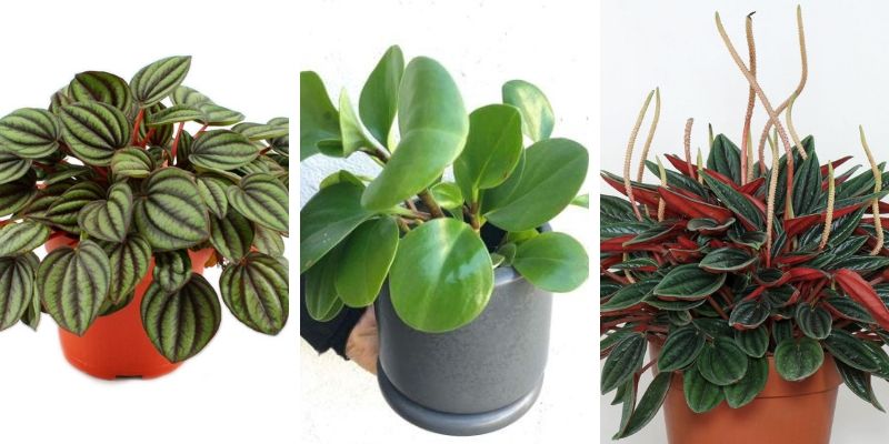 12 Lindas plantas que podem sobreviver até em ambientes escuros