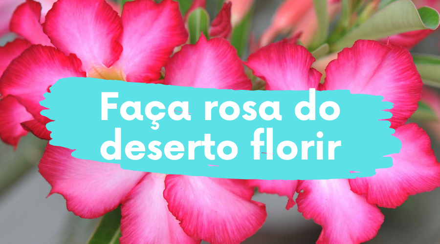 Saiba Como Fazer Rosa do Deserto Florir Linda e Carregada!