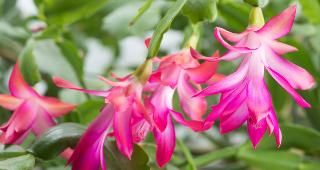 Como Cuidar de Flor de Maio: Faça ela Florescer Mais Vezes no Ano!