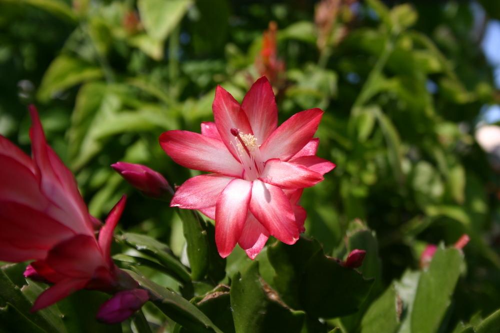 Flor de pascua: cuidados en verano