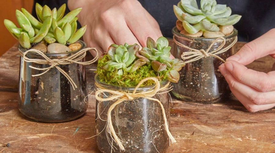 Aprenda Como Plantar Suculentas em Vidro e Regar com Facilidade!