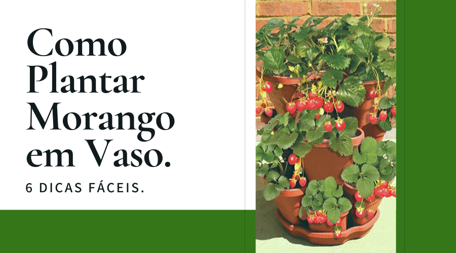 6 Dicas Fáceis para Aprender Como Plantar Morango em Vaso.