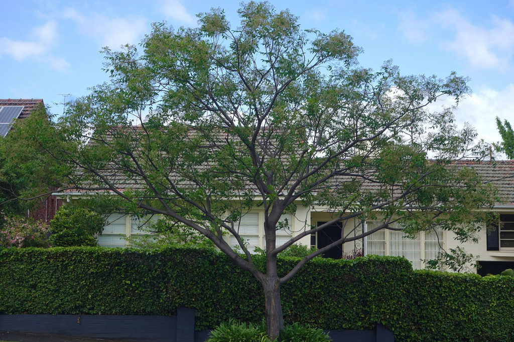 13 Maravilhosas Árvores para Jardim Residencial, Tenha Sombra e Flores.