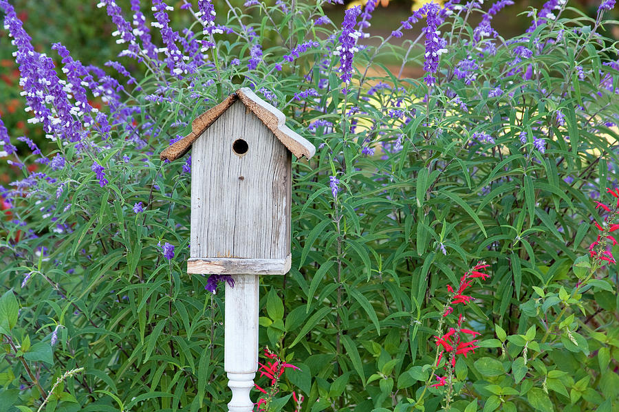 Casa de pássaros no jardim
